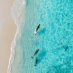 freepik__realistic-dolphins-use-the-water-in-the-referance__57244