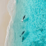 freepik__realistic-dolphins-use-the-water-in-the-referance__57244.png