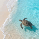 freepik__realistic-sea-turtle-swimming-near-turquoise-shall__57243