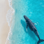 freepik__realistic-whale-swimming-in-turquoise-water-near-s__57246